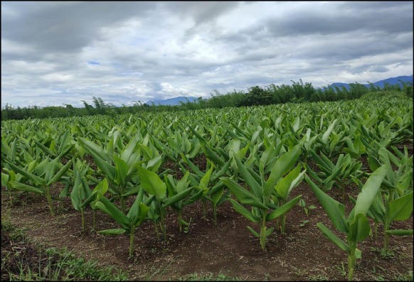Turmeric Field at Razuphema Village under MOVCD-NER Phase-II, Medziphema Sub-Division. (Photo Courtesy: DAO Medziphema)